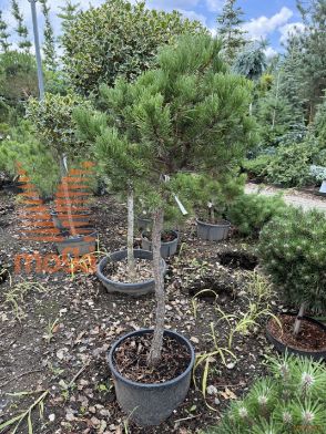 Pinus mugo "Carsten's Winter Gold" |Half standard|FI:20-40|C