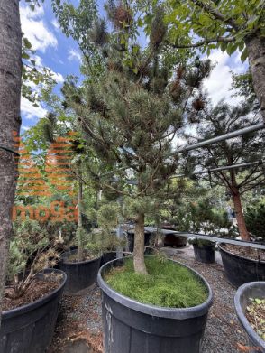 Pinus contorta murrayana