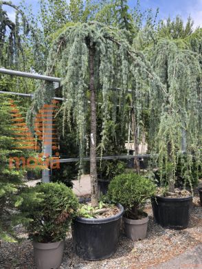 Cedrus atlantica "Glauca Pendula" |20/25|High standard|C