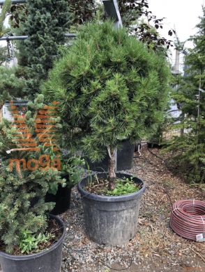 Pinus sylvestris "Globosa Viridis" |1/4 stem|FI:60-80|C