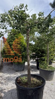 Slika Ginkgo biloba "Horizontalis" |20/25|3/4-Std|FI:250-300|C