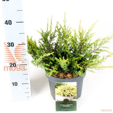 http://twentheplant.nl/tsd/88854_JUCGOLDS_8P18020025_1.jpg