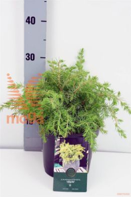 http://twentheplant.nl/tsd/88854_JUCAGOLD_8P18025030_1.jpg