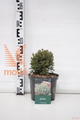http://twentheplant.nl/tsd/88854_PIGBPLAN_8P18015020_1.jpg