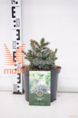 http://twentheplant.nl/tsd/88854_PISMIDGE_8P18020025_1.jpg