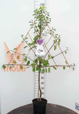 http://twentheplant.nl/tsd/61660_RHANOUK_8P18025_1.jpg