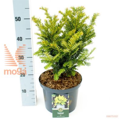 http://twentheplant.nl/tsd/88854_TABKUPFE_8P23030040_1.jpg