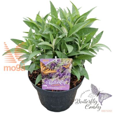 http://twentheplant.nl/tsd/82539_BUDBCLLI_8P26030040_1.jpg
