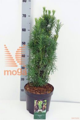 http://twentheplant.nl/tsd/88854_CEHFASTI_8P23040050_1.jpg
