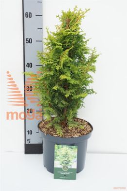 http://twentheplant.nl/tsd/88854_CHOMTWIN_8P23030040_1.jpg