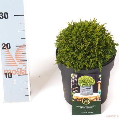 http://twentheplant.nl/tsd/88854_CHPHSAWA_8P18015020_1.jpg