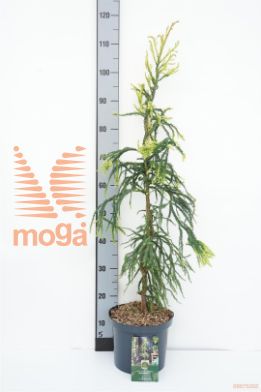 http://twentheplant.nl/tsd/88854_CRJKGOLD_8P23050060_1.jpg
