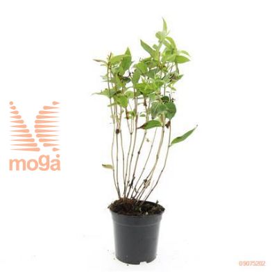 http://twentheplant.nl/tsd/54451_DISBUTTE_8P15_1.jpg