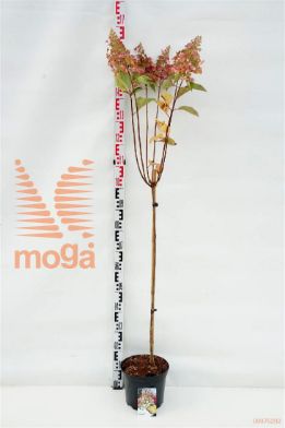 http://twentheplant.nl/tsd/74806_HYPCANDL_S080P23_1.jpg