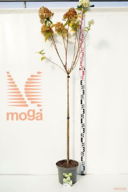 http://twentheplant.nl/tsd/74806_HYPLIMEL_S100P23_1.jpg