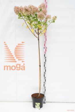 http://twentheplant.nl/tsd/74806_HYPLIMEL_s120p26_1.jpg