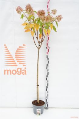 http://twentheplant.nl/tsd/74806_HYPPHANT_s100p23_1.jpg