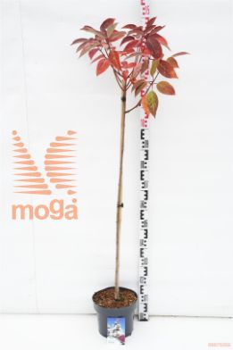 http://twentheplant.nl/tsd/74806_HYPWRED_s100p23_1.jpg
