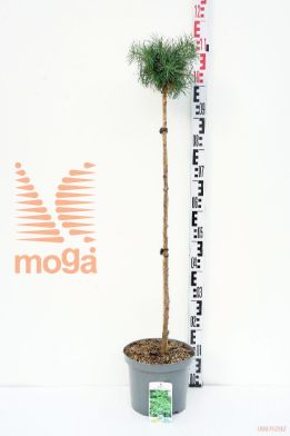 http://twentheplant.nl/tsd/74806_LAKBDWAR_S080P23_1.jpg