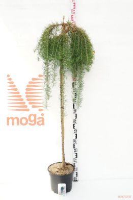 http://twentheplant.nl/tsd/74806_LAKSWEEP_S120P26_1.jpg
