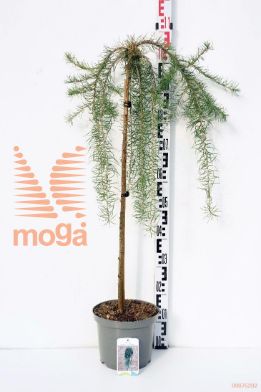 http://twentheplant.nl/tsd/74806_LAKSWEEP_S080P23_1.jpg