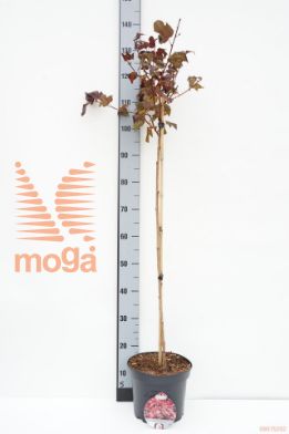 http://twentheplant.nl/tsd/74806_PHOLRED_S090P23_1.jpg