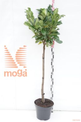 http://twentheplant.nl/tsd/74806_PRLETNA_s090c10_1.jpg