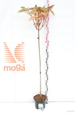 http://twentheplant.nl/tsd/74806_PRLOLUYK_s090c15_1.jpg