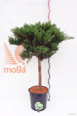 http://twentheplant.nl/tsd/64078_RHANUSCH_8P23030040_1.jpg