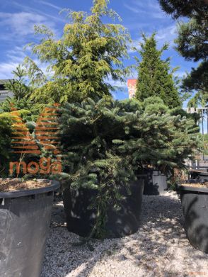 Abies arnoldiana "Poulsen"