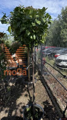 Prunus laurocerasus "Etna" ®™ |3/4 stem|FI:50-60|C