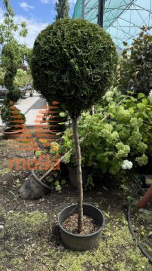 Slika Thuja occidentalis "Smaragd" |1/2-Std|C18 