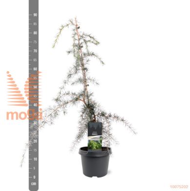 http://twentheplant.nl/tsd/55938_CEDPENDU_8P19050060_1.jpg