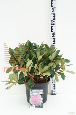 http://twentheplant.nl/tsd/55802_RHDREAML_8P23030040_1.jpg
