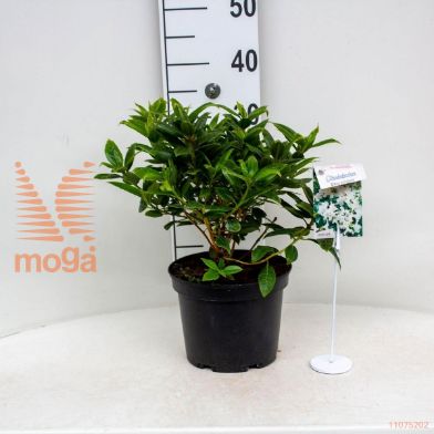 http://twentheplant.nl/tsd/55802_RHDAMATE_8p19025030_1.jpg