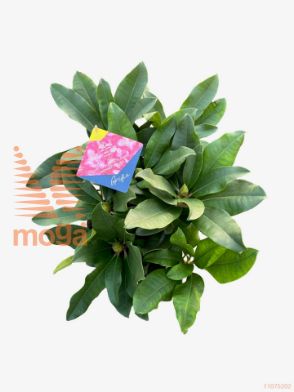http://twentheplant.nl/tsd/55802_RHGRIFIE_8P19030040_1.jpg