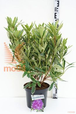 http://twentheplant.nl/tsd/55802_RHPVARIE_8P23030040_1.jpg