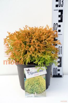 http://twentheplant.nl/tsd/55802_THORHEIN_8P17020025_1.jpg