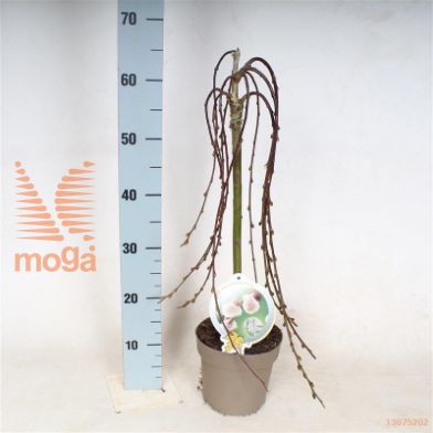 http://twentheplant.nl/tsd/82093_SACKILMA_S040P17_1.jpg
