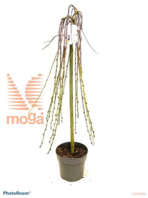http://twentheplant.nl/tsd/82093_SACKILMA_S080P23_1.jpg