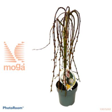 http://twentheplant.nl/tsd/82093_SACKILMA_S030P15_1.jpg
