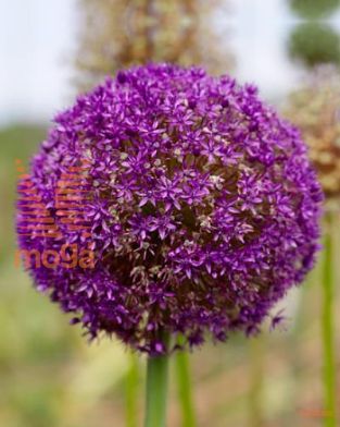 http://twentheplant.nl/tsd/97212_ALAMBASS_PER10,20_1.jpg