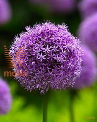 http://twentheplant.nl/tsd/97212_ALGLADIA_PER10,20_1.jpg