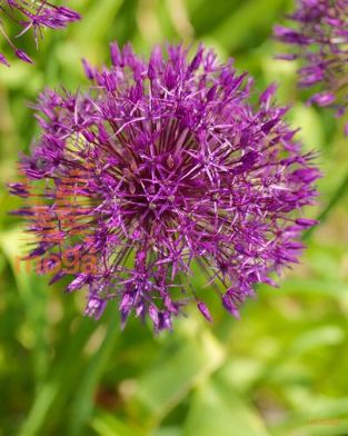 http://twentheplant.nl/tsd/97212_ALPRAIN_PER50,1214_1.jpg