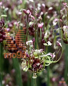 http://twentheplant.nl/tsd/97212_ALSART_PER100,57_1.jpg