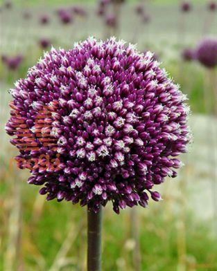 http://twentheplant.nl/tsd/97212_ALSDRUMM_PER50,1214_1.jpg
