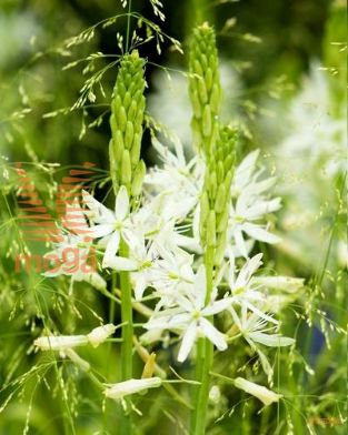 http://twentheplant.nl/tsd/97212_CALSACAJ_PER25,1416_1.jpg