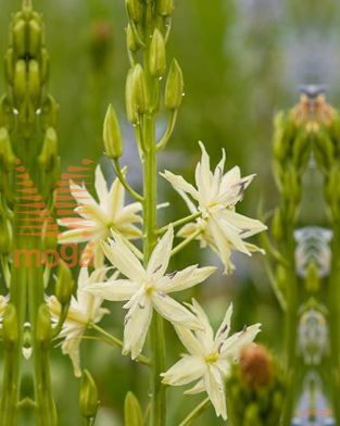http://twentheplant.nl/tsd/97212_CALSPLEN_PER25,1416_1.jpg