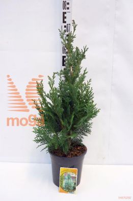 http://twentheplant.nl/tsd/68225_CHALPBLU_8P19050060_1.jpg