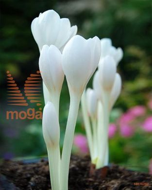 http://twentheplant.nl/tsd/97212_COAALBUM_PER10,13_1.jpg